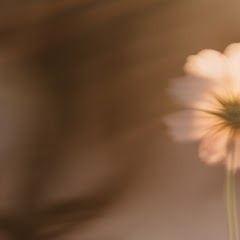Wildflower petal detail