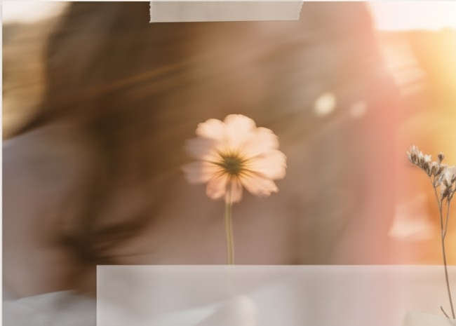 Wildflower silhouette with dreamy sun flare